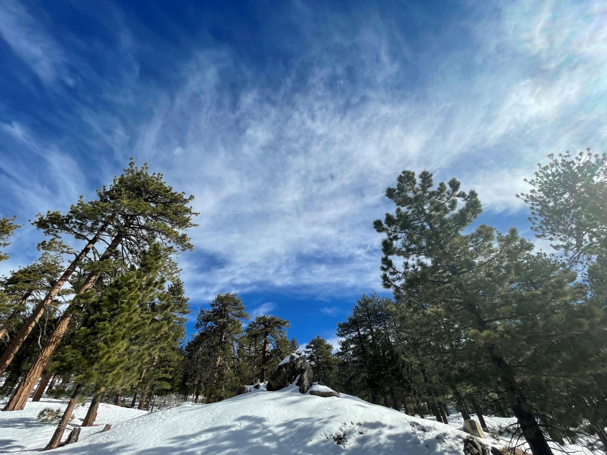 Frazier Park snow pine trees