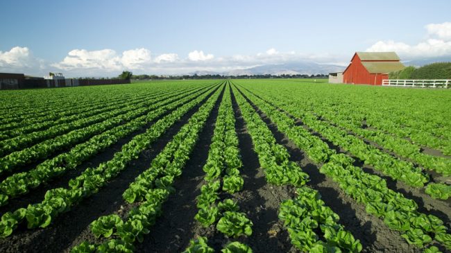 Delano farm field