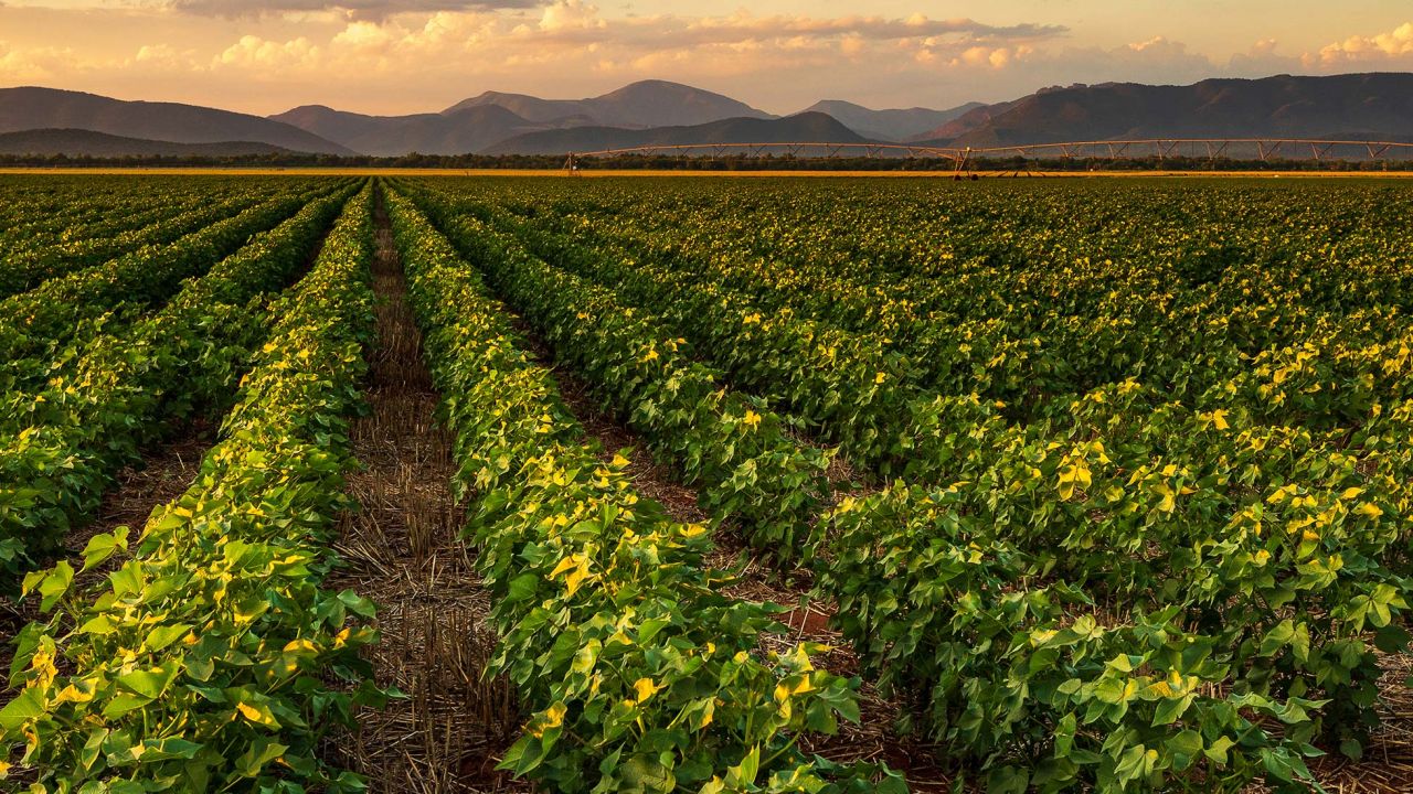 Buttonwillow farm field