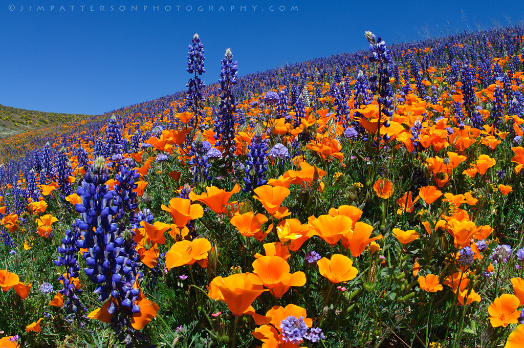 Arvin orange purple flower fields