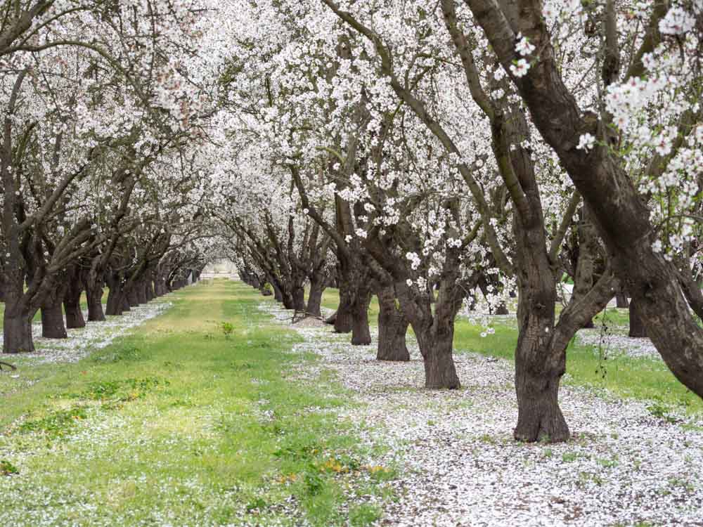 Shafter almond tree ochard in bloom white flowers