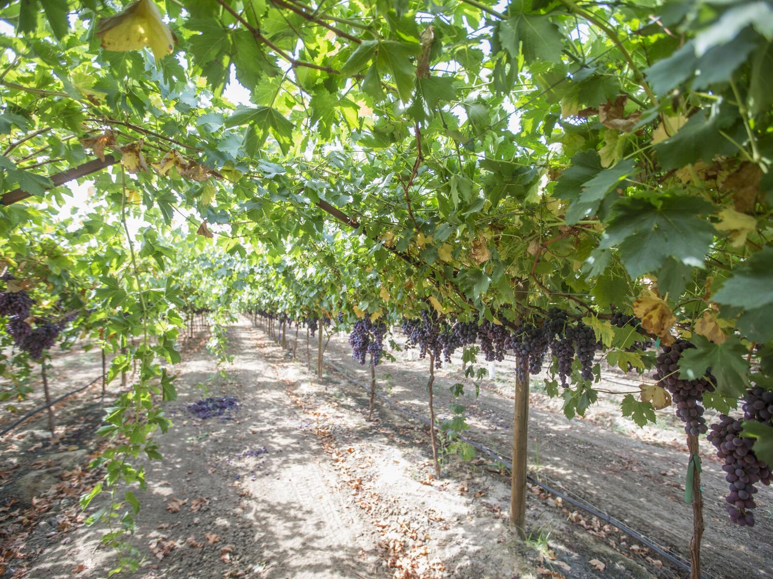 McFarland green grape vineyard