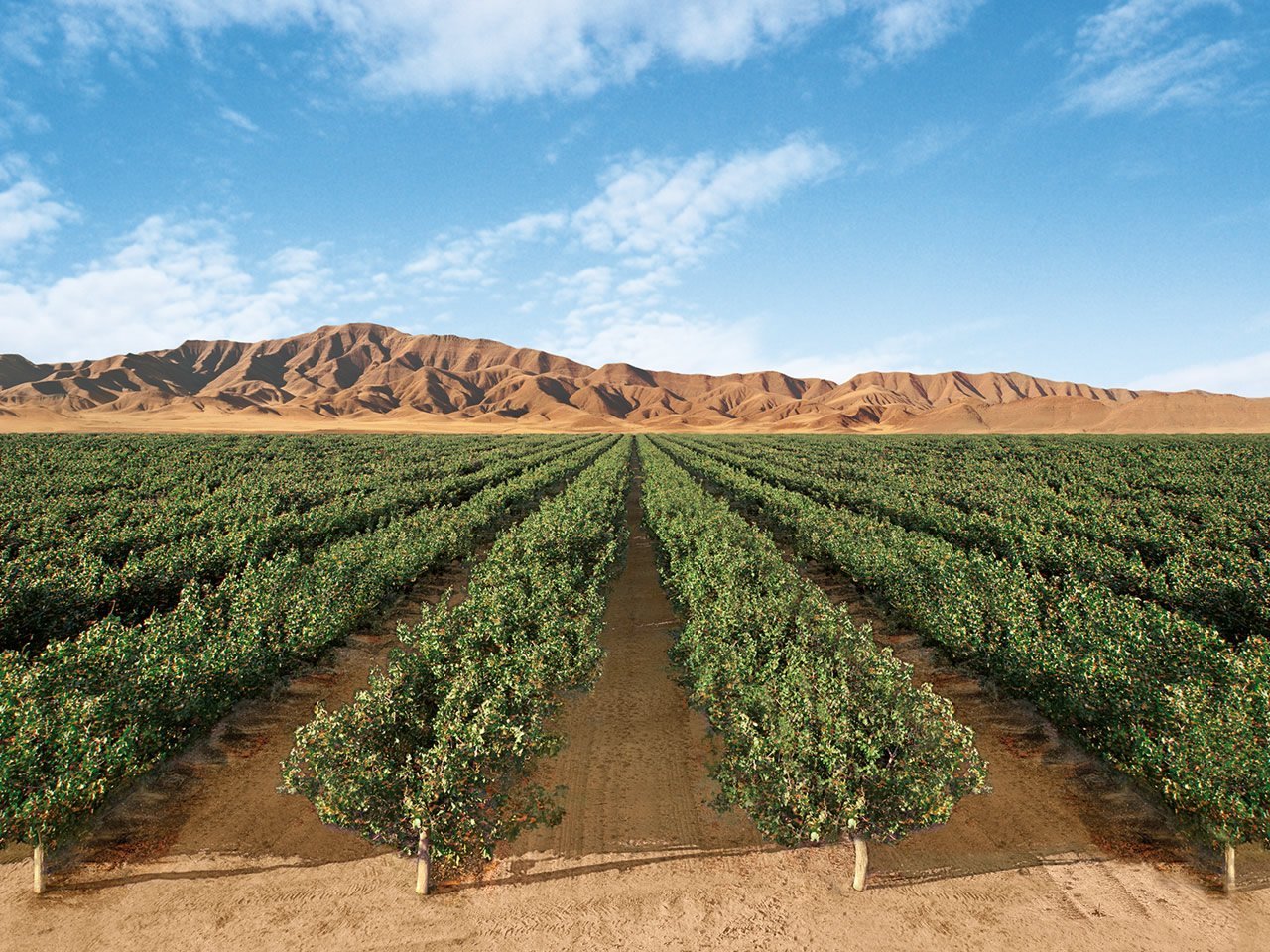 Lost Hills Pistachio Orchards